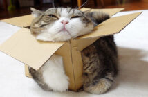 箱で溶ける猫