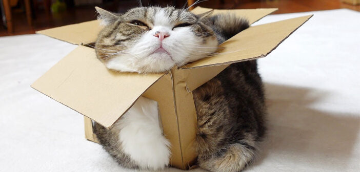 箱で溶ける猫