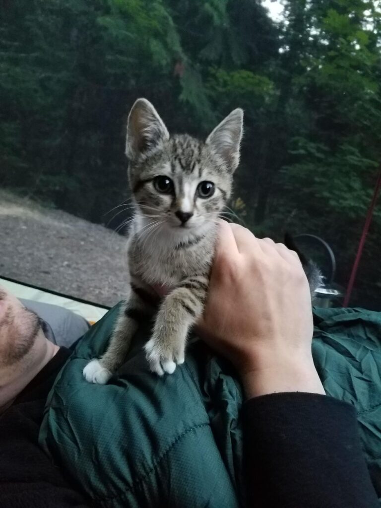 キャンプ中に現れた子猫