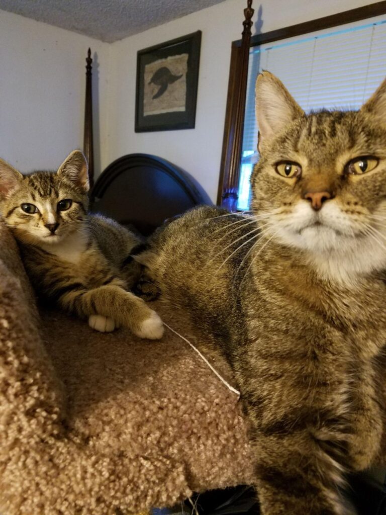 仲良くなった先住猫と子猫