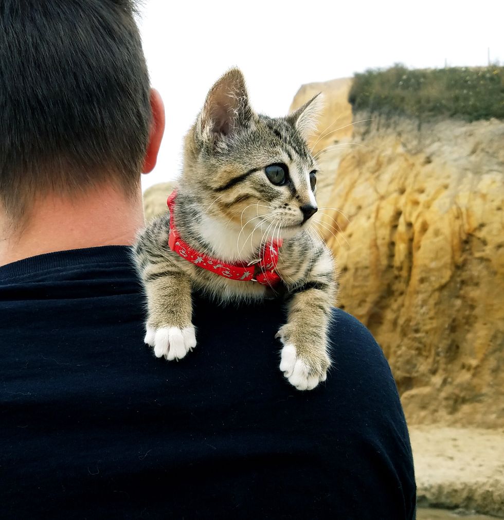 肩に乗る子猫