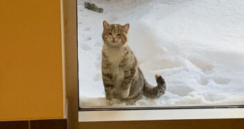 雪の中の猫