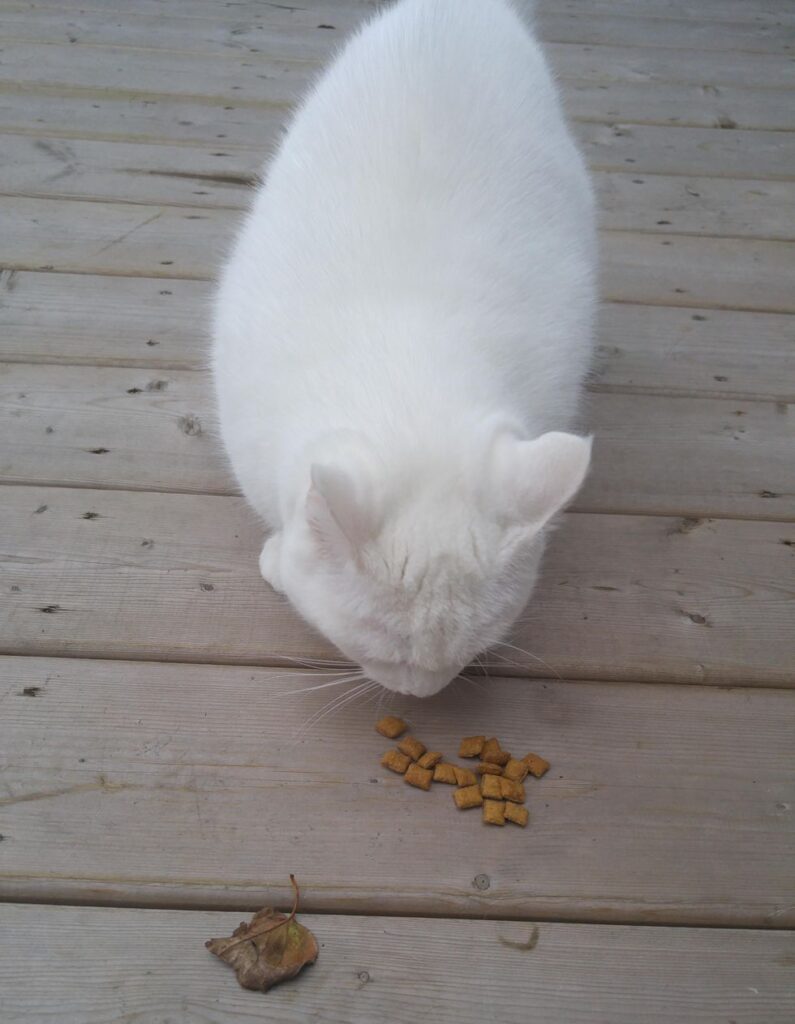 オヤツを食べる猫