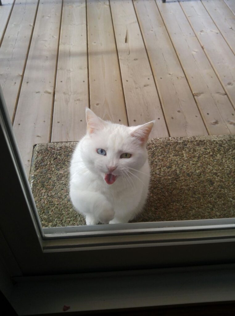 鳴いてくる猫