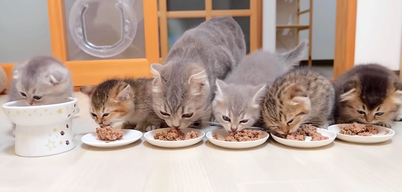 ご飯を食べる猫の家族
