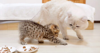 必死にご飯を隠す子猫