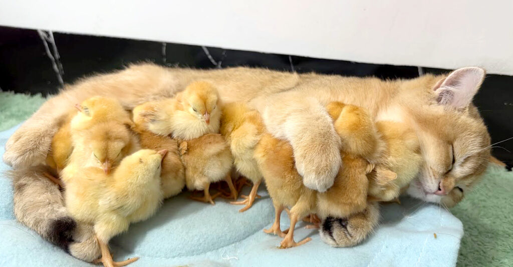 ヒヨコ達のお母さんになった子猫。ヒヨコ達を優しく世話して、一緒に