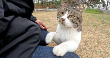 甘えに来た猫