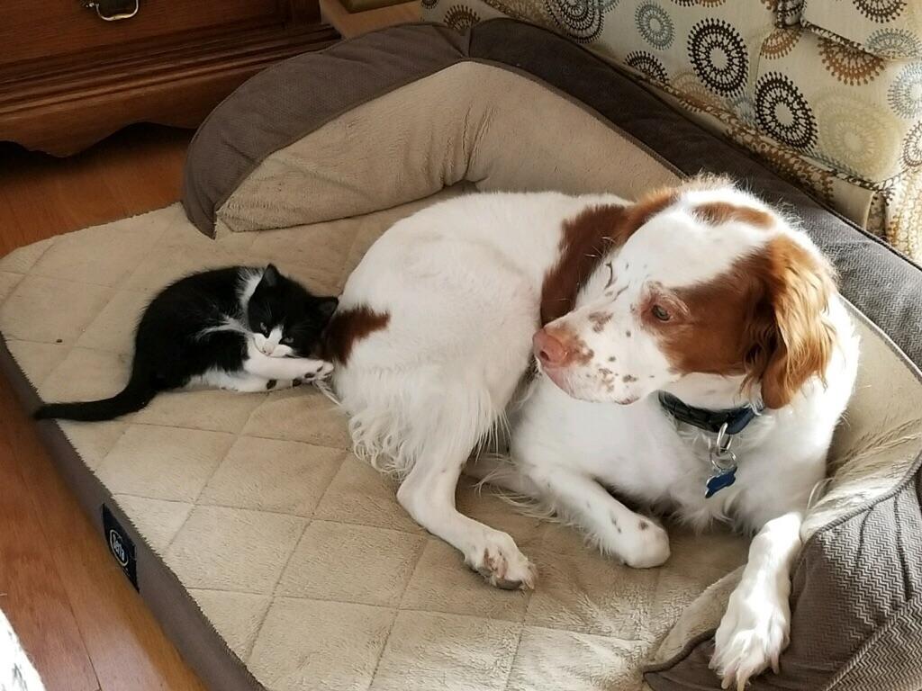 先住犬と子猫