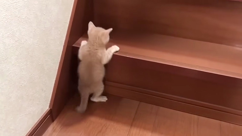 階段を登れない子猫