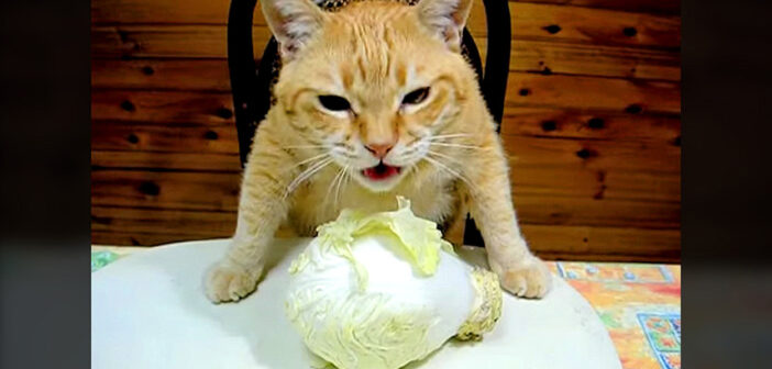 キャベツを食べる猫
