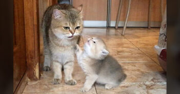 ミルクが飲みたい子猫