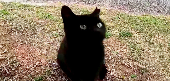 黒猫子猫