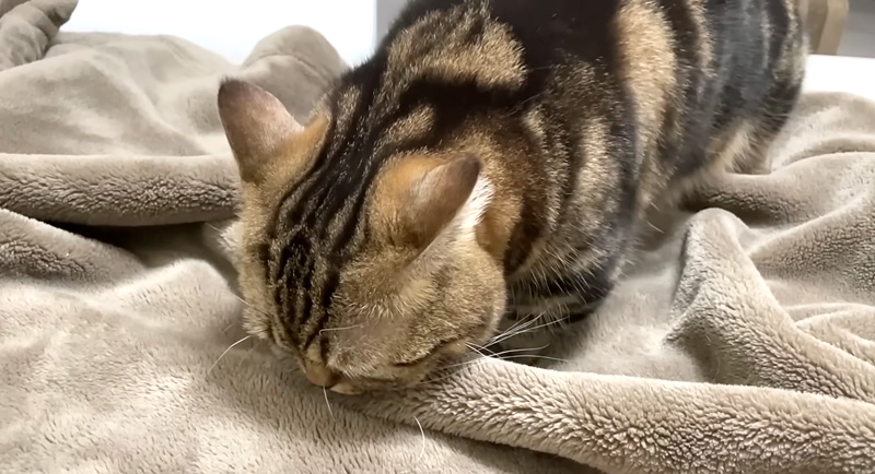 毛布をフミフミする猫
