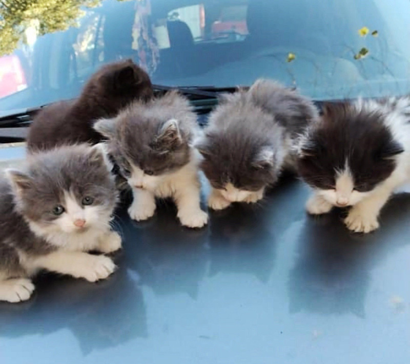 車の上の子猫達