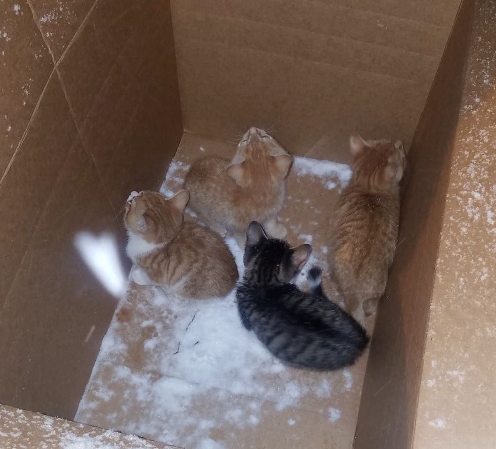 雪の中の子猫達