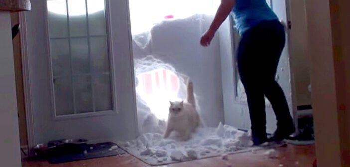 雪の壁と猫