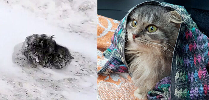 雪の中から保護された子猫