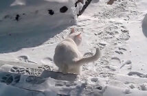 雪に負ける猫