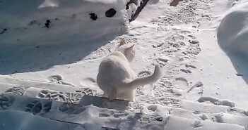 雪に負ける猫