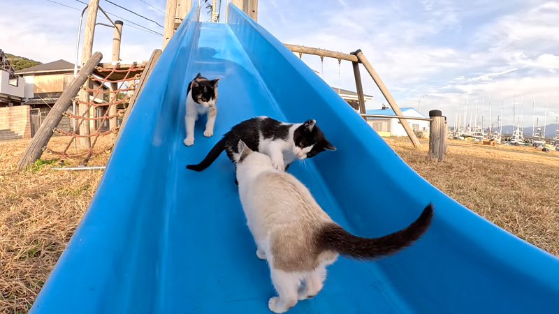 滑り台で遊ぶ子猫達