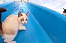 滑り台で遊ぶ子猫