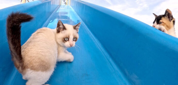 滑り台で遊ぶ子猫