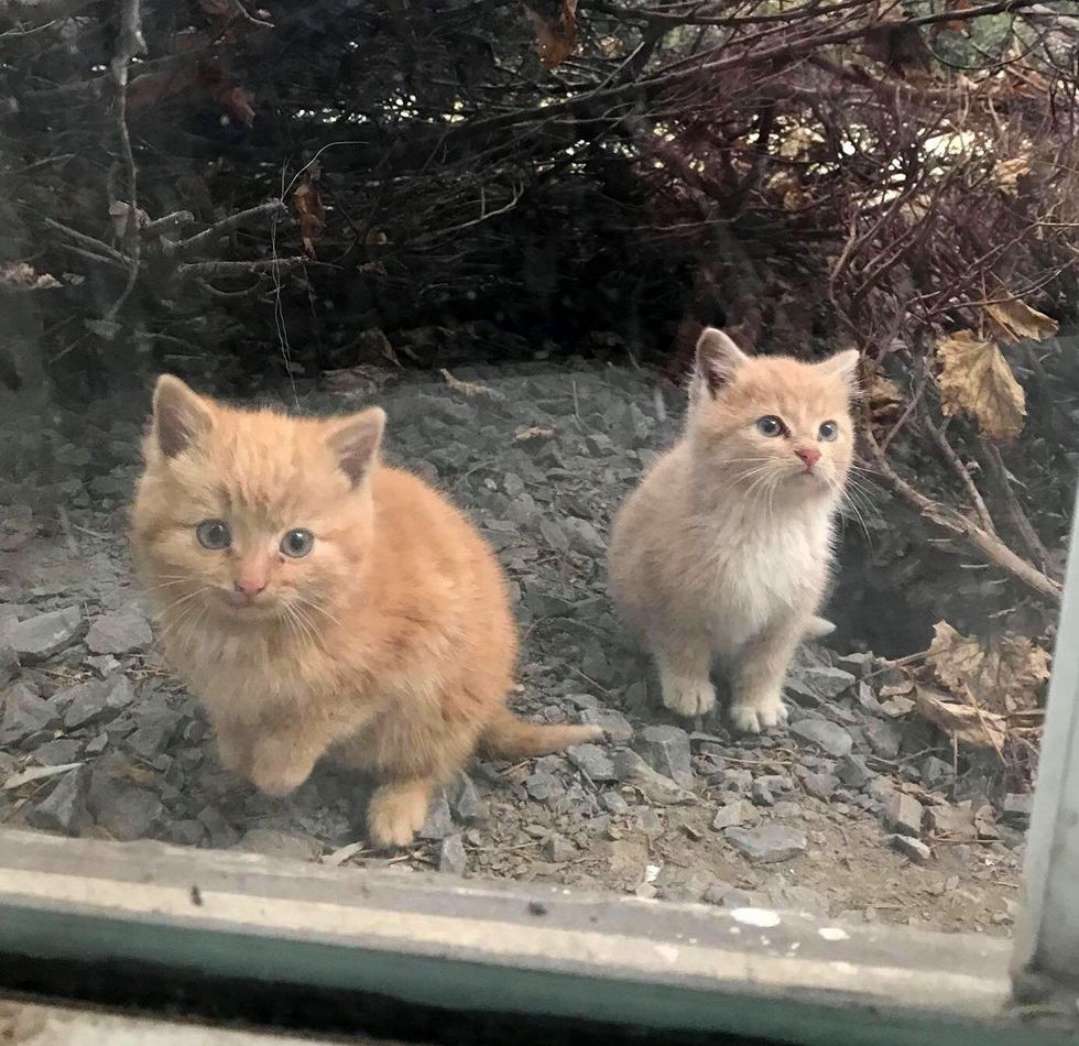窓の外に現れた子猫達