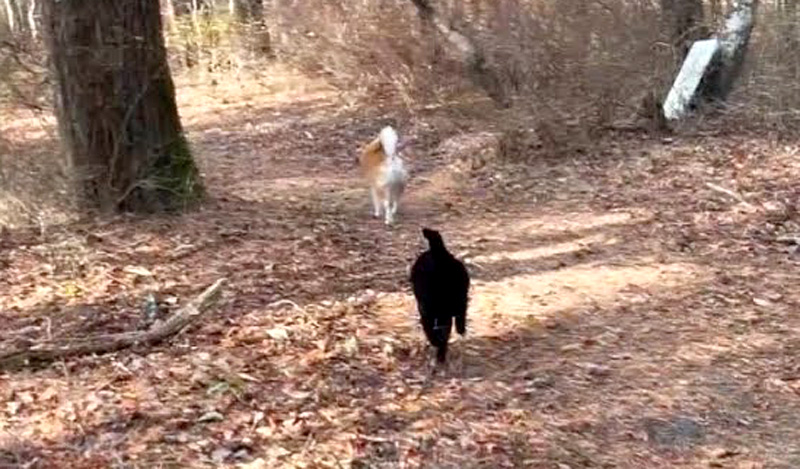散歩する猫と柴犬