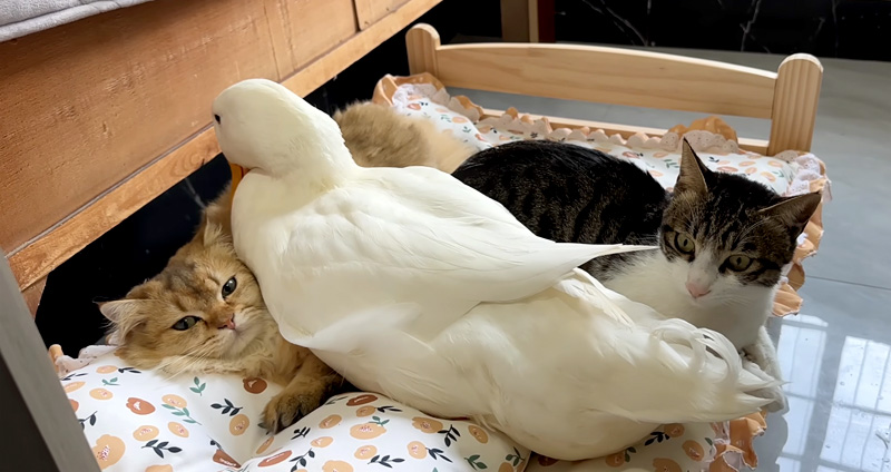 子猫と寝たいアヒル