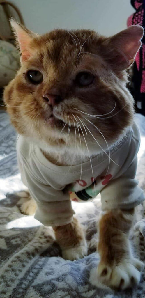 服を着る猫