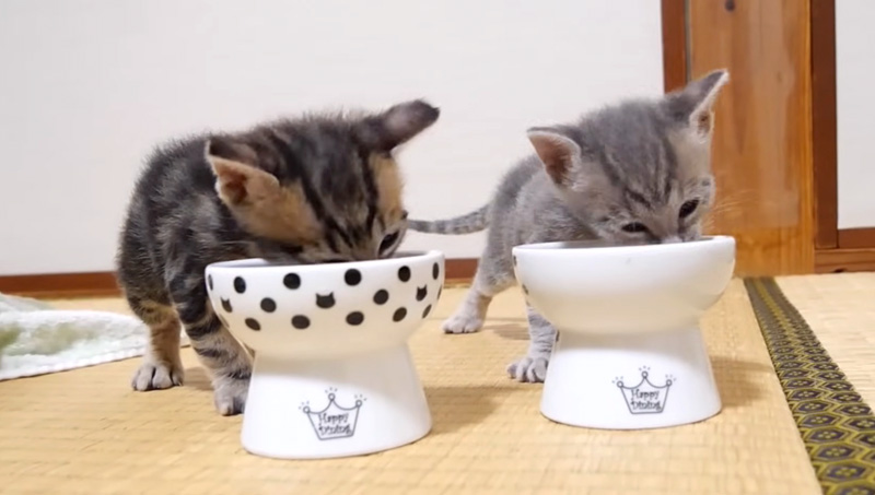 ご飯を食べる子猫達