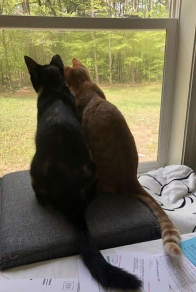窓の外を見る猫達