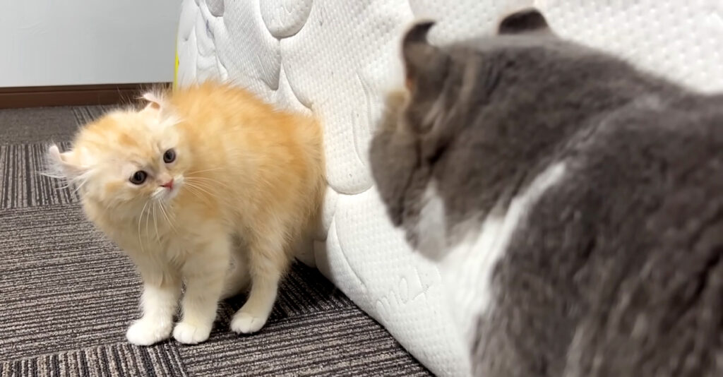ikakusimakuri_cat_title-