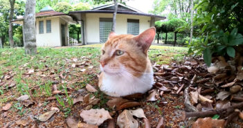 地面から生えてきた猫