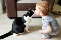 仲良しな猫と赤ちゃん