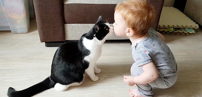 仲良しな猫と赤ちゃん
