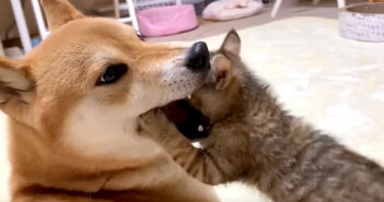 柴犬と子猫