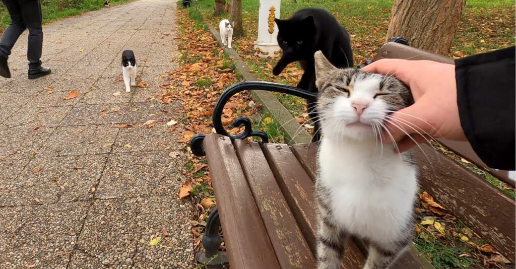 nekojimasuwaru_cat_title-