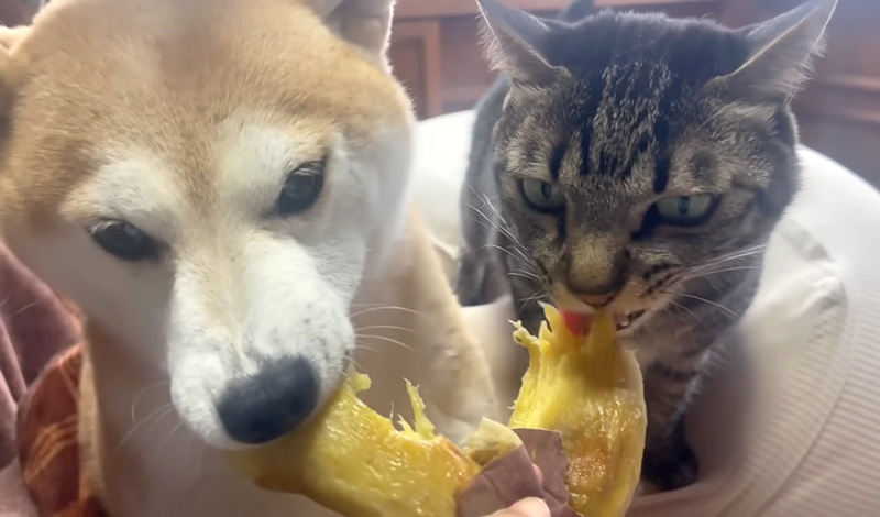 お芋が好き過ぎる犬と猫