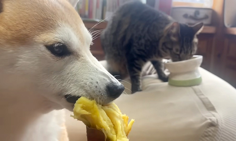 お芋を食べる犬と猫