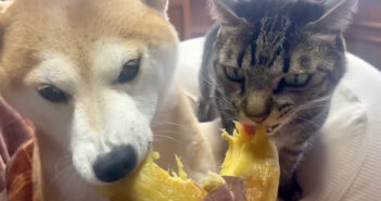 お芋が好き過ぎる犬と猫