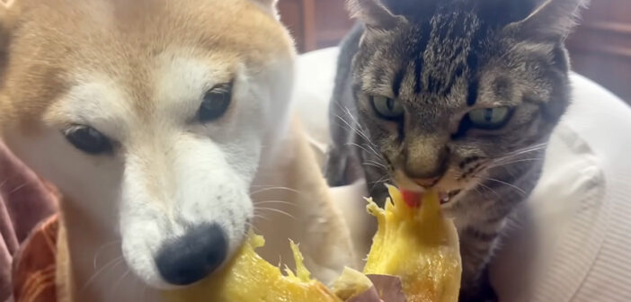 お芋が好き過ぎる犬と猫