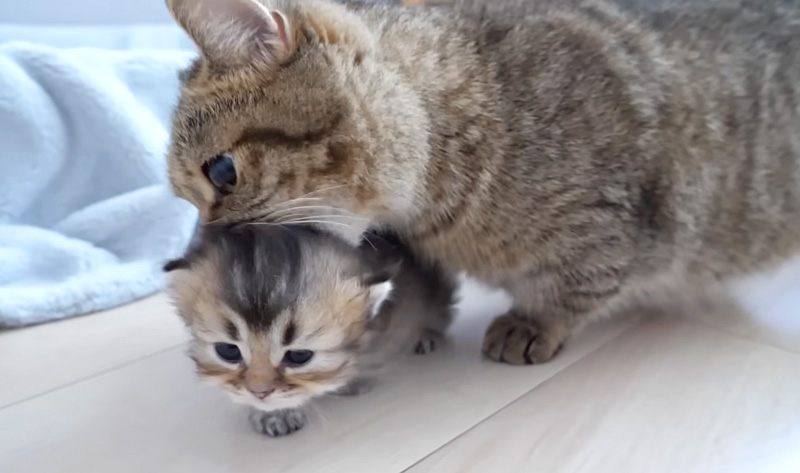 子猫を咥える母猫