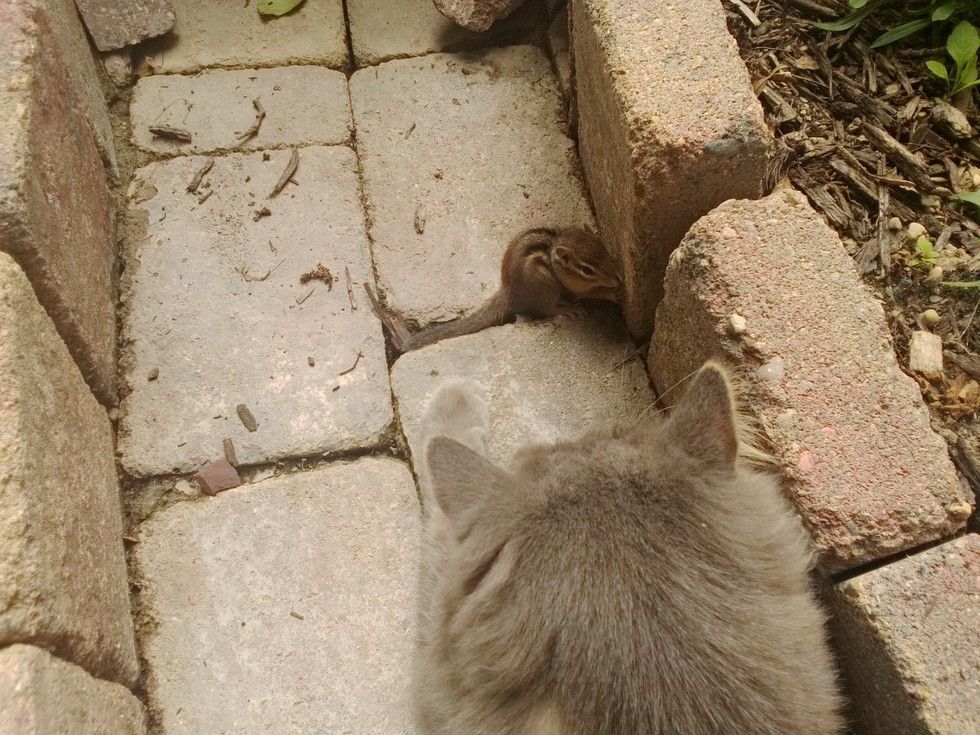 リスと出会った猫