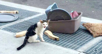 ペット用品と一緒に置き去りにされた猫