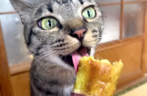 サツマイモを食べる猫