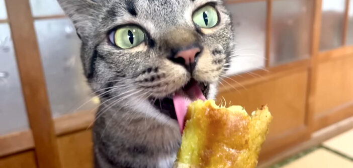 サツマイモを食べる猫