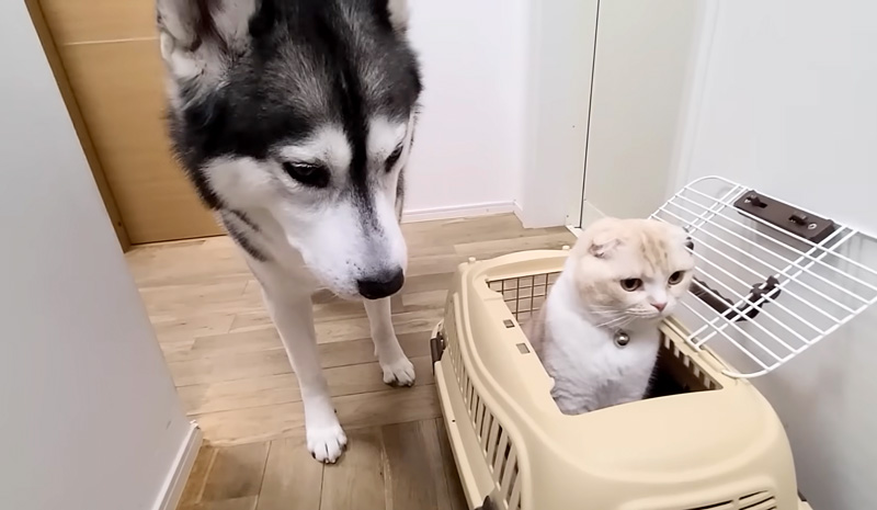 大地震の避難待ちをする猫と犬