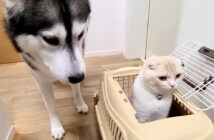 大地震の避難待ちをする猫と犬